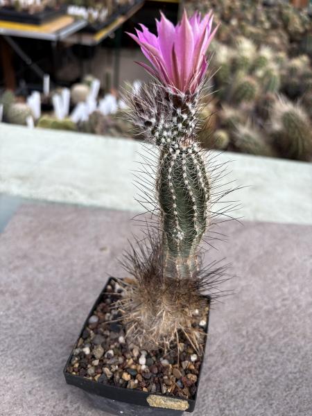 Echinocereus palmeri